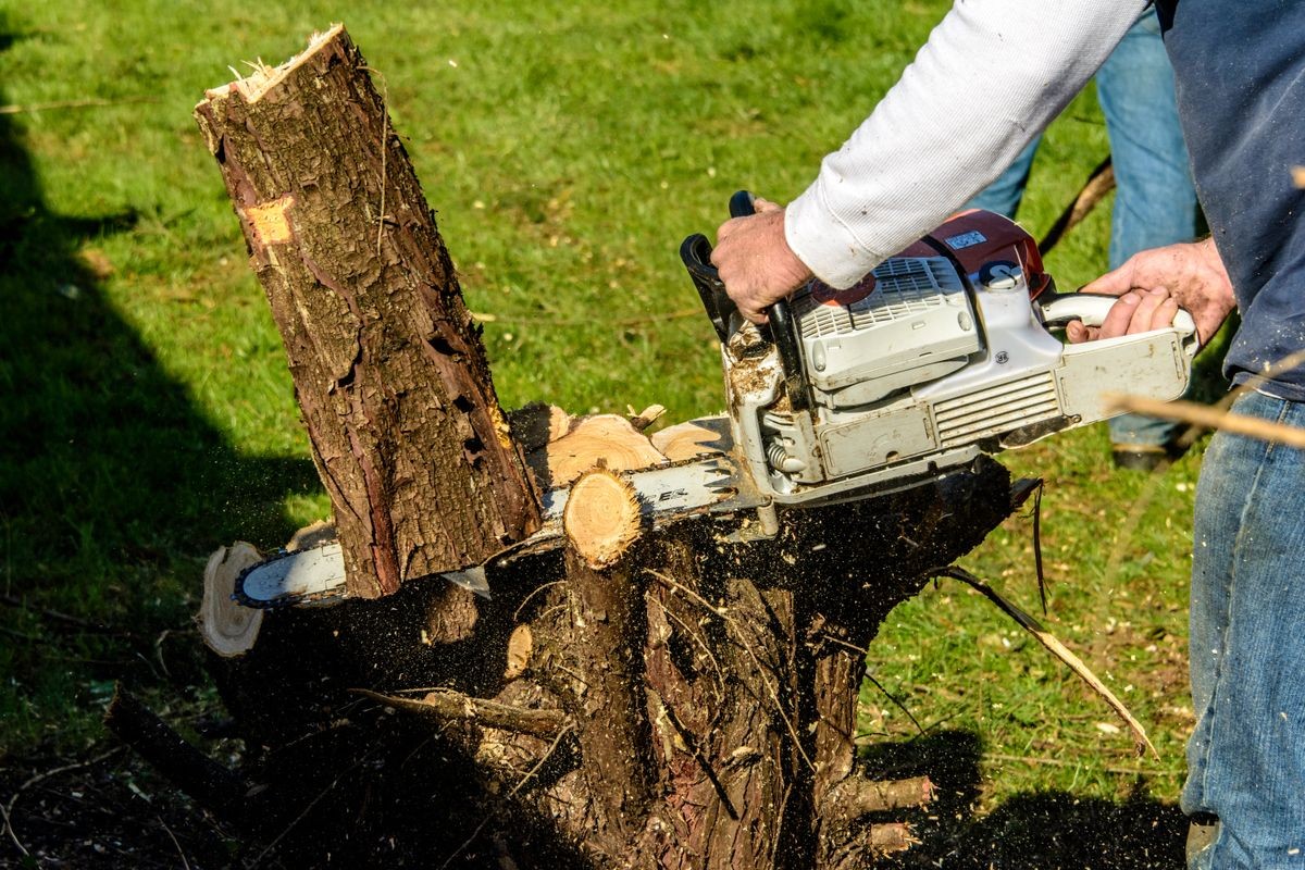 man in blue jeans cutting tree trunk with large gas powered chainsaw in green lawn with sawdust and wood chips flying